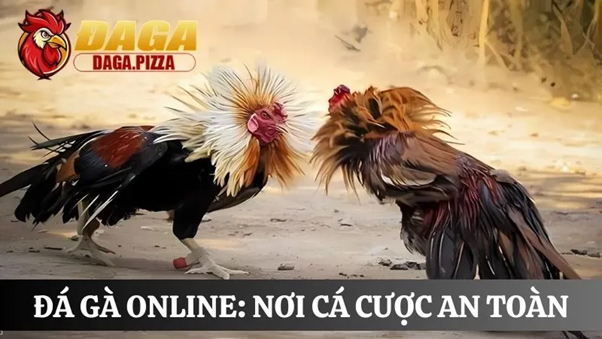 Top bí quyết giúp bạn trở thành cao thủ đá gà trên daga 1